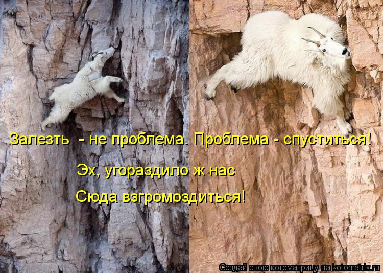 Котоматрица: Залезть  - не проблема. Проблема - спуститься! Эх, угораздило ж нас Сюда взгромоздиться!