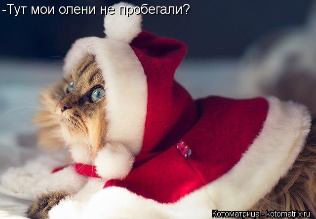 Котоматрица: -Тут мои олени не пробегали?