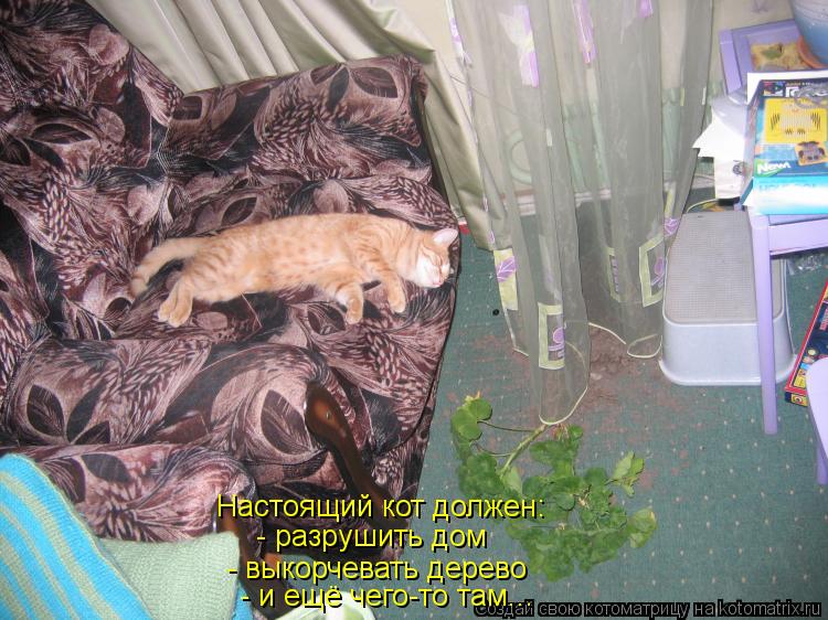 Котоматрица: Настоящий кот должен: - разрушить дом - выкорчевать дерево - и ещё чего-то там...
