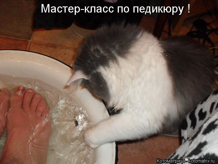 Котоматрица: Мастер-класс по педикюру !
