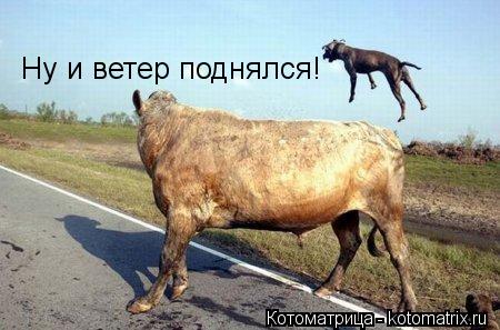 Ну и ветер поднялся!... Котоматрица: Ну и ветер поднялся!