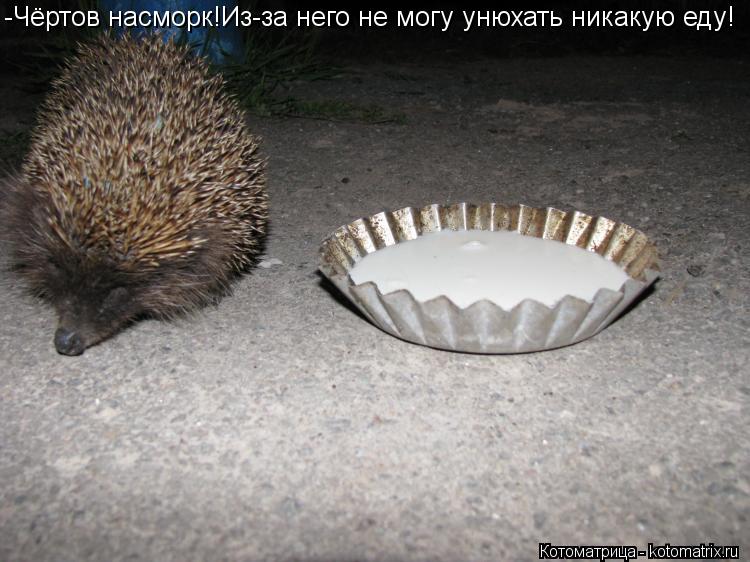 Котоматрица: -Чёртов насморк!Из-за него не могу унюхать никакую еду!