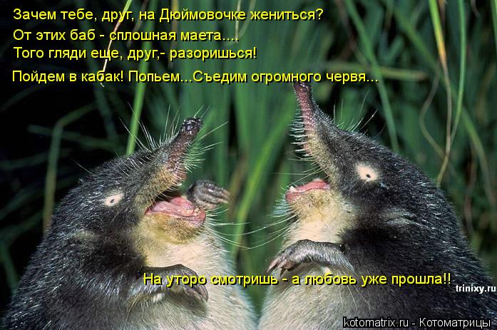 Зачем тебе, друг, на Дюймовочке жениться? От этих баб - сплошная маета.... Того гляди еще, друг,- раз... Котоматрица: Зачем тебе, друг, на Дюймовочке жениться? От этих баб - сплошная маета.... Того гляди еще, друг,- разоришься! Пойдем в кабак! Попьем...Съедим огро