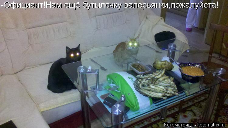 Котоматрица: -Официант!Нам ещё бутылочку валерьянки,пожалуйста!