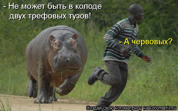 Котоматрица: - Не может быть в колоде двух трефовых тузов! - А червовых?