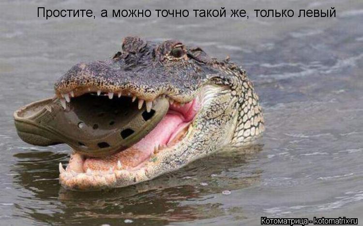 Котоматрица: Простите, а можно точно такой же, только левый