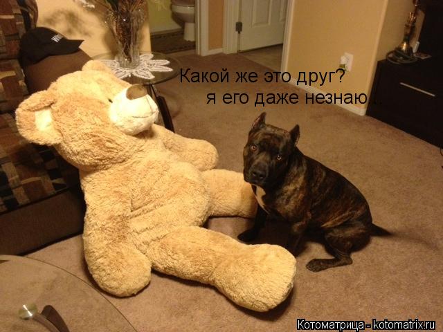Котоматрица: я его даже незнаю... Какой же это друг?