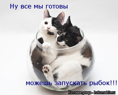 Котоматрица: Ну все мы готовы   можешь запускать рыбок!!!