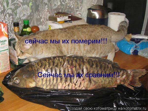 Котоматрица: сейчас мы их померим!!! Сейчас мы их сравним!!!