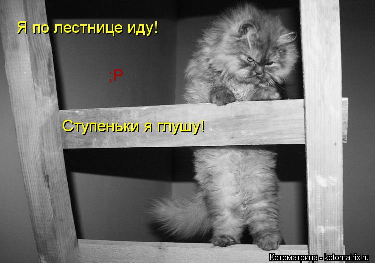Я по лестнице иду! Ступеньки я глушу! ;Р... Котоматрица: Я по лестнице иду! Ступеньки я глушу! ;Р