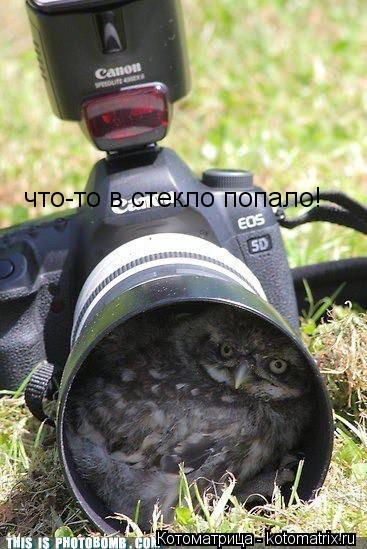 что-то в стекло попало!... Котоматрица: что-то в стекло попало!