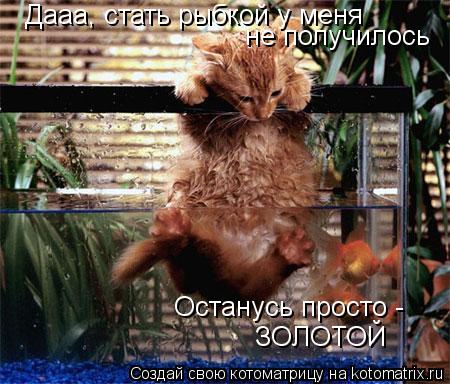 Дааа, стать рыбкой у меня не получилось Останусь просто - ЗОЛОТОЙ... Котоматрица: Дааа, стать рыбкой у меня не получилось Останусь просто - ЗОЛОТОЙ