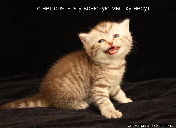 о нет опять эту вонючую мышку несут... Котоматрица: о нет опять эту вонючую мышку несут