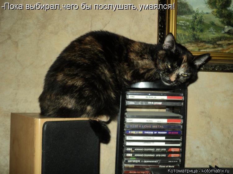 Котоматрица: -Пока выбирал,чего бы послушать,умаялся!