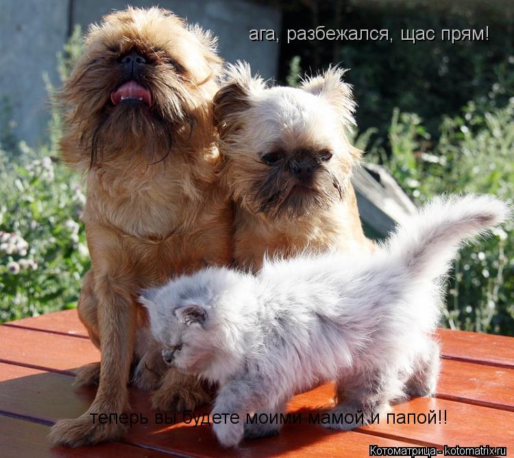 теперь вы будете моими мамой и папой!! ага, разбежался, щас прям!... Котоматрица: теперь вы будете моими мамой и папой!! ага, разбежался, щас прям!