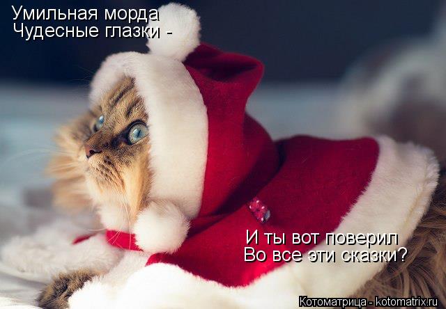 Умильная морда Чудесные глазки - И ты вот поверил Во все эти сказки?... Котоматрица: Умильная морда Чудесные глазки - И ты вот поверил Во все эти сказки?