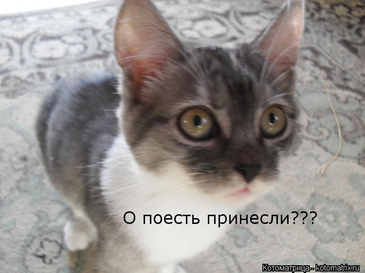 Котоматрица: О поесть принесли???