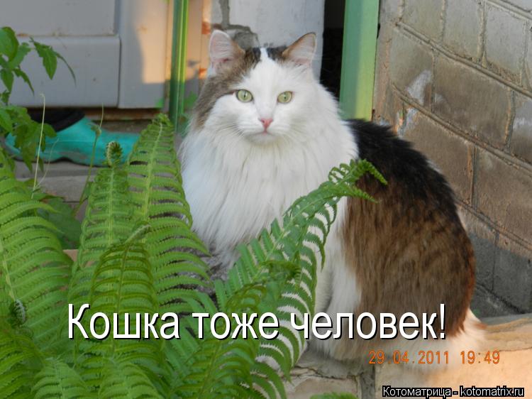 Котоматрица: Кошка тоже человек!