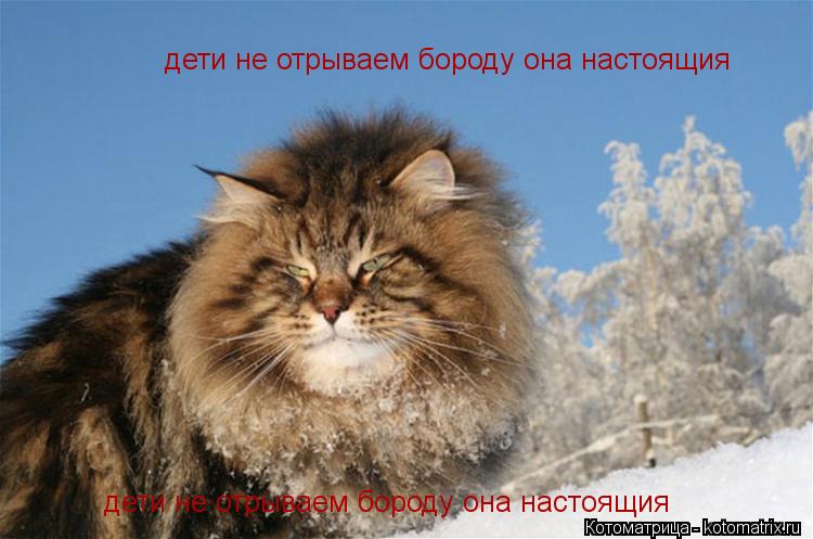 дети не отрываем бороду она настоящия дети не отрываем бороду она настоящия... Котоматрица: дети не отрываем бороду она настоящия дети не отрываем бороду она настоящия