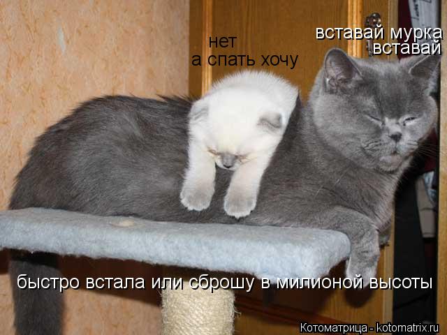 Котоматрица: вставай мурка нет вставай а спать хочу быстро встала или сброшу в милионой высоты