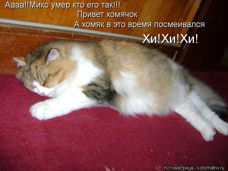 Котоматрица: Аааа!!Микс умер кто его так!!! Привет хомячок А хомяк в это время посмеивался Хи!Хи!Хи!