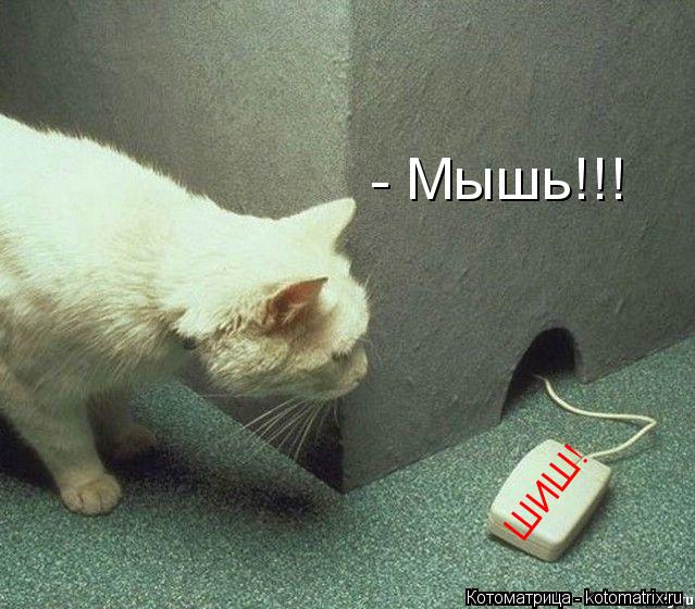 Котоматрица: - Мышь!!! ШИШ!