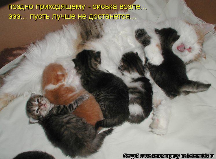поздно приходящему - сиська возле... эээ... пусть лучше не достанется...... Котоматрица: поздно приходящему - сиська возле... эээ... пусть лучше не достанется...