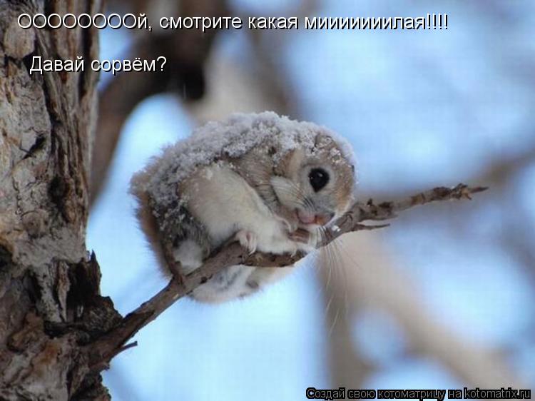 Котоматрица: ООООООООй, смотрите какая мииииииилая!!!! Давай сорвём?