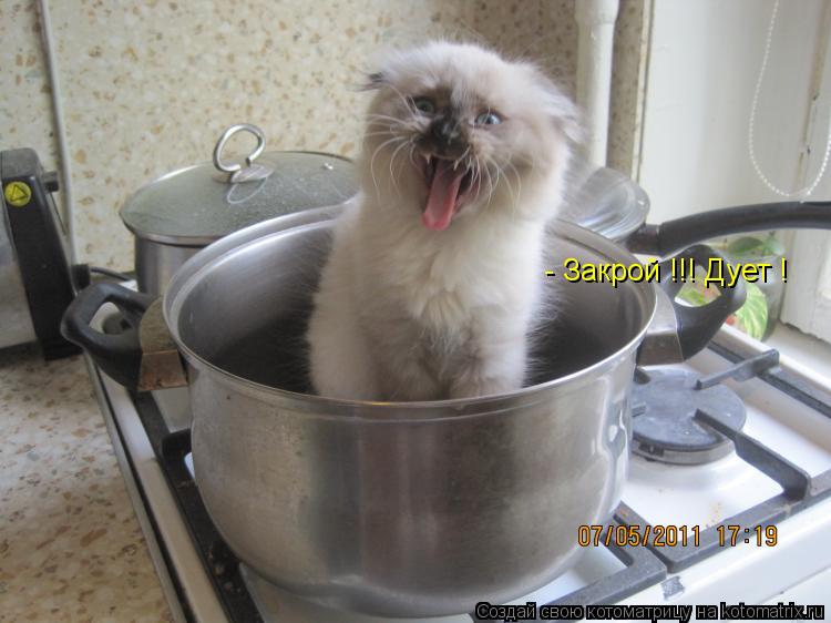 Котоматрица: - Закрой !!! Дует !