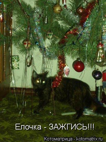 Котоматрица: Елочка - ЗАЖГИСЬ!!!