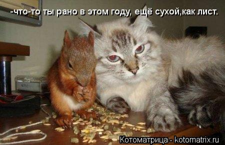 Котоматрица: -что-то ты рано в этом году, ещё сухой,как лист.
