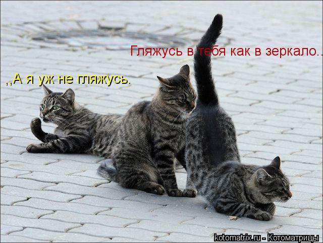 Гляжусь в тебя как в зеркало.. ,,А я уж не гляжусь.... Котоматрица: Гляжусь в тебя как в зеркало.. ,,А я уж не гляжусь.