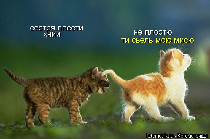 Котоматрица: сестря плести хнии не плостю ти сьель мою мисю