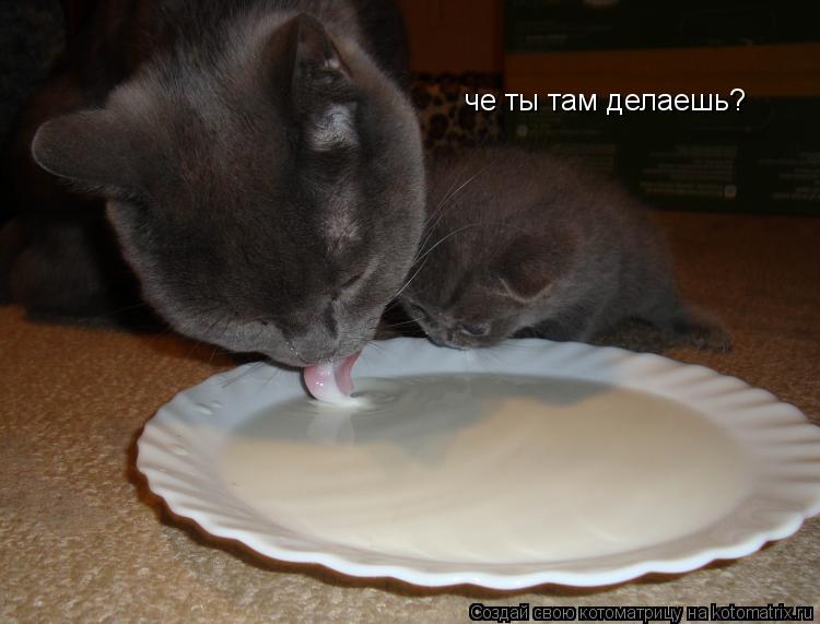 Котоматрица: че ты там делаешь?