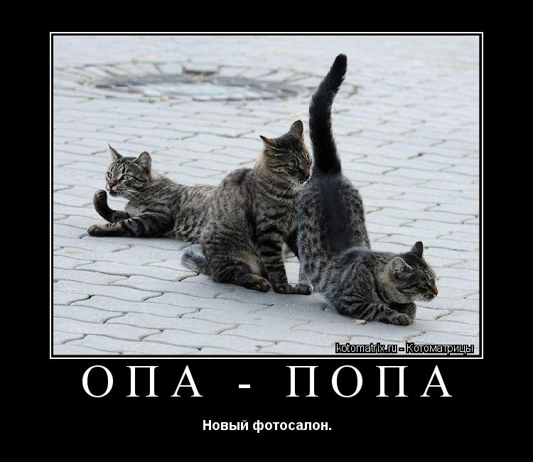 ОПА - ПОПА Новый фотосалон.... Котоматрица: ОПА - ПОПА Новый фотосалон.