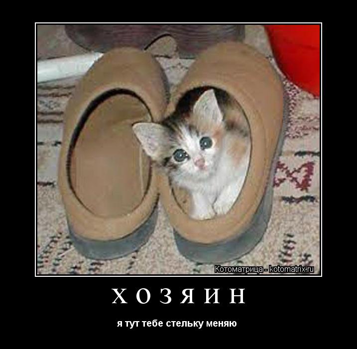 Котоматрица: хозяин я тут тебе стельку меняю 