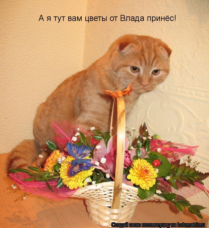 Котоматрица: А я тут вам цветы от Влада принёс!