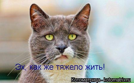 Котоматрица: Эх, как же тяжело жить!