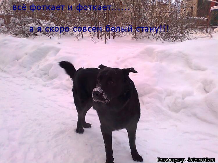 Котоматрица: всё фоткает и фоткает...... а я скоро совсем белый стану!!!