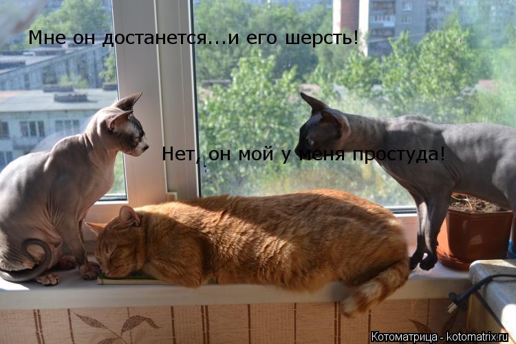 Котоматрица: Мне он достанется...и его шерсть! Нет, он мой у меня простуда!