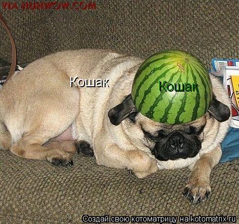 Котоматрица: Кошак Кошак