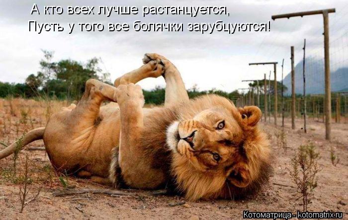 Котоматрица: А кто всех лучше растанцуется, Пусть у того все болячки зарубцуются!