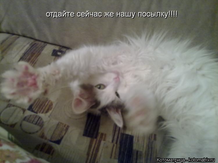 Котоматрица: отдайте сейчас же нашу посылку!!!!