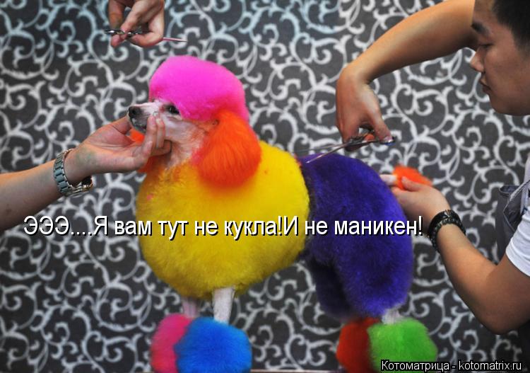 Котоматрица: ЭЭЭ....Я вам тут не кукла!И не маникен!