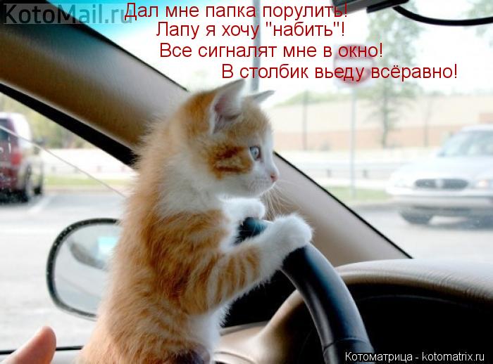 Дал мне папка порулить! Лапу я хочу "набить"! Все сигналят мне в окно! В столбик вьеду всёравно!... Котоматрица: Дал мне папка порулить! Лапу я хочу "набить"! Все сигналят мне в окно! В столбик вьеду всёравно!