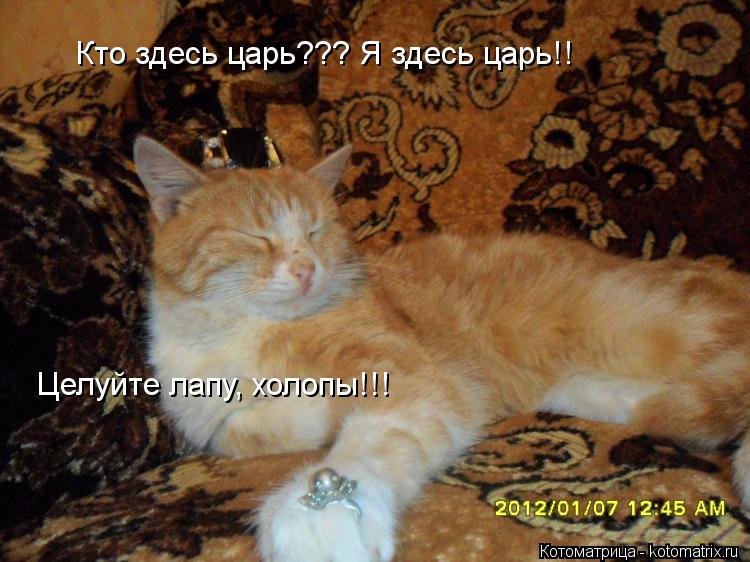 Котоматрица: Кто здесь царь??? Я здесь царь!!  Целуйте лапу, холопы!!!