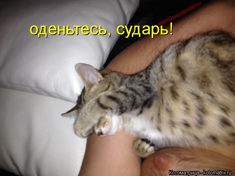 Котоматрица: оденьтесь, сударь!