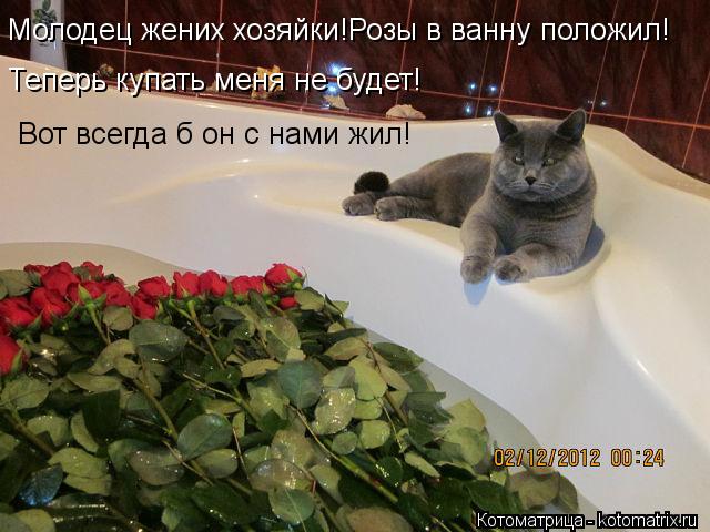 Котоматрица: Теперь купать меня не будет! Молодец жених хозяйки!Розы в ванну положил! Вот всегда б он с нами жил!