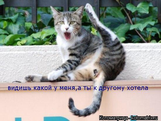 Котоматрица: видишь какой у меня,а ты к другому хотела