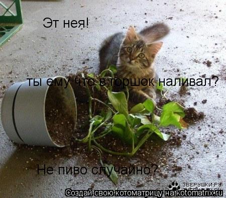 Котоматрица: Эт нея! ты ему что в горшок наливал? Не пиво случайно?
